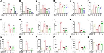 Valsartan attenuates LPS-induced ALI by modulating NF-κB and MAPK pathways